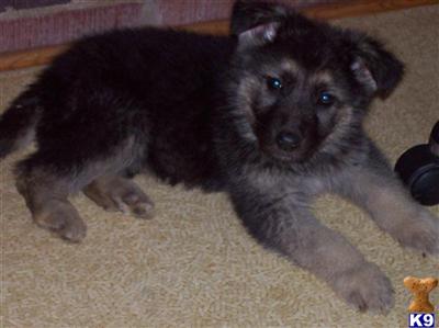 Puppies in GA